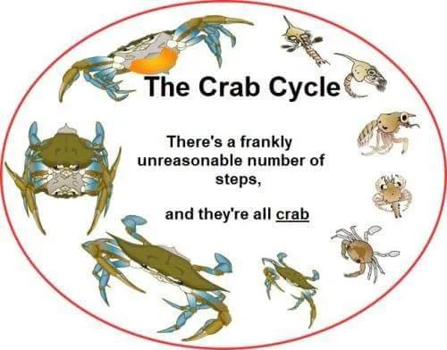 A picture of a number of crabs in a lifecycle. The caption reads: The crab Cycle - There's a frankly unreasonable number of steps, and they're all crab
